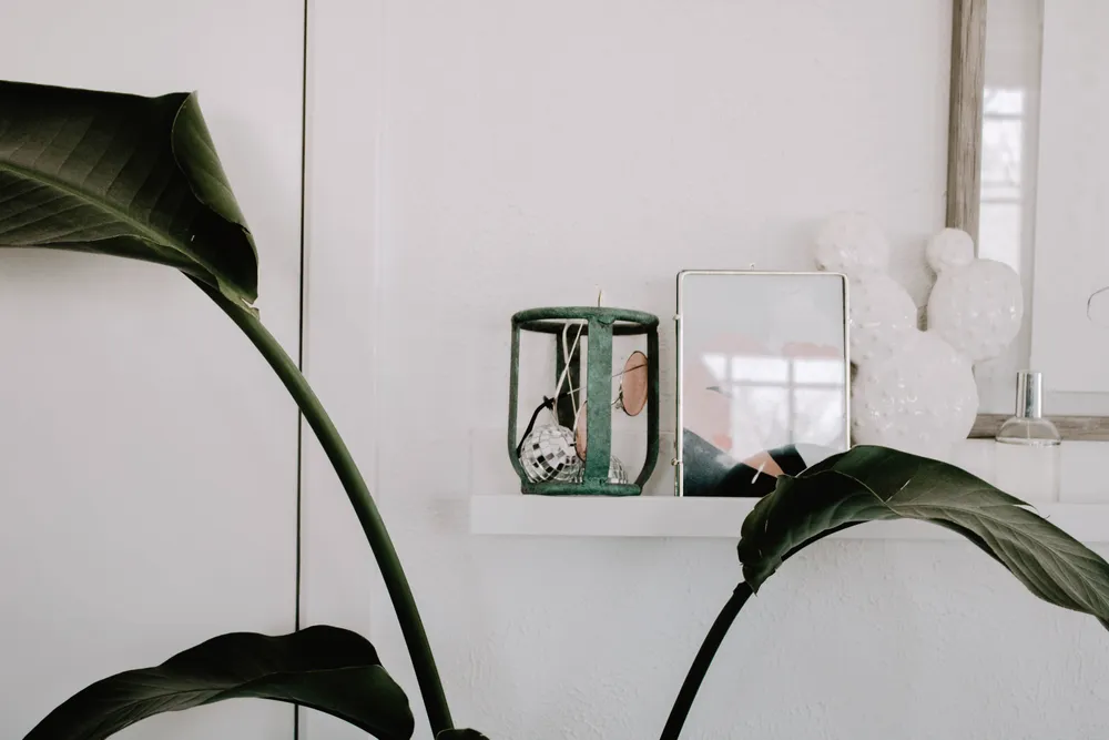 A plain white shelf holding a single plant against a bright wall